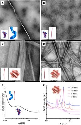 Frontiers | Rational Design Of Potent Ultrashort Antimicrobial Peptides ...